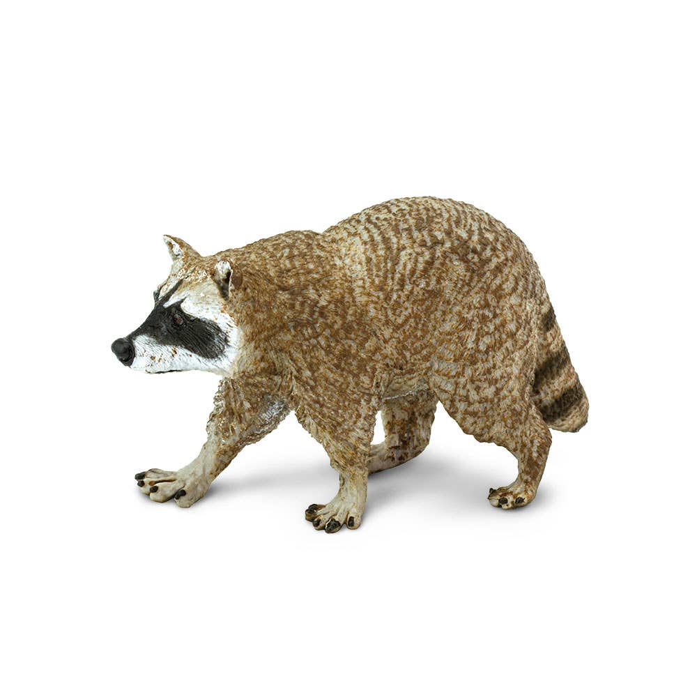 Raccoon