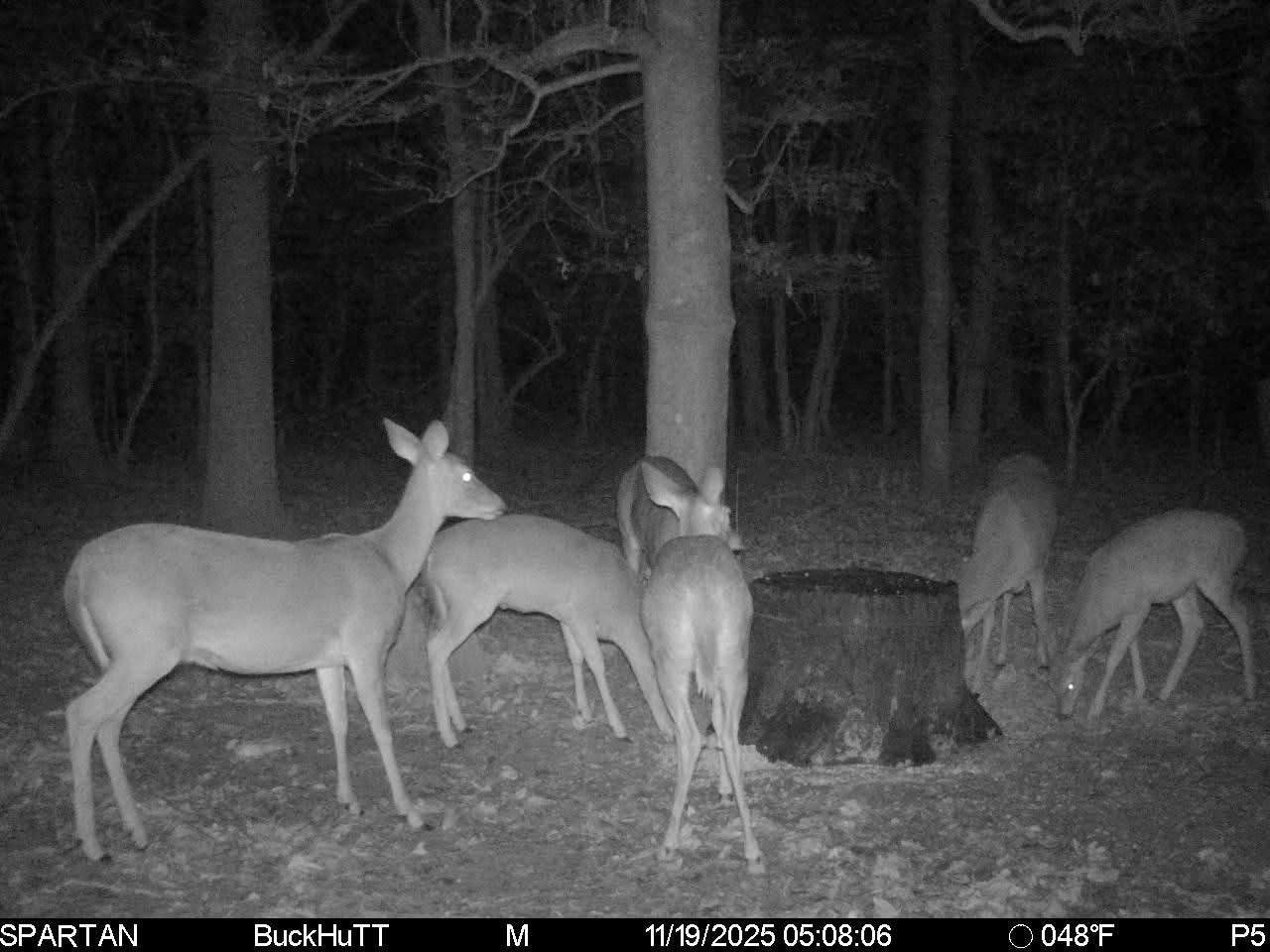 Stealth Stump Feeders