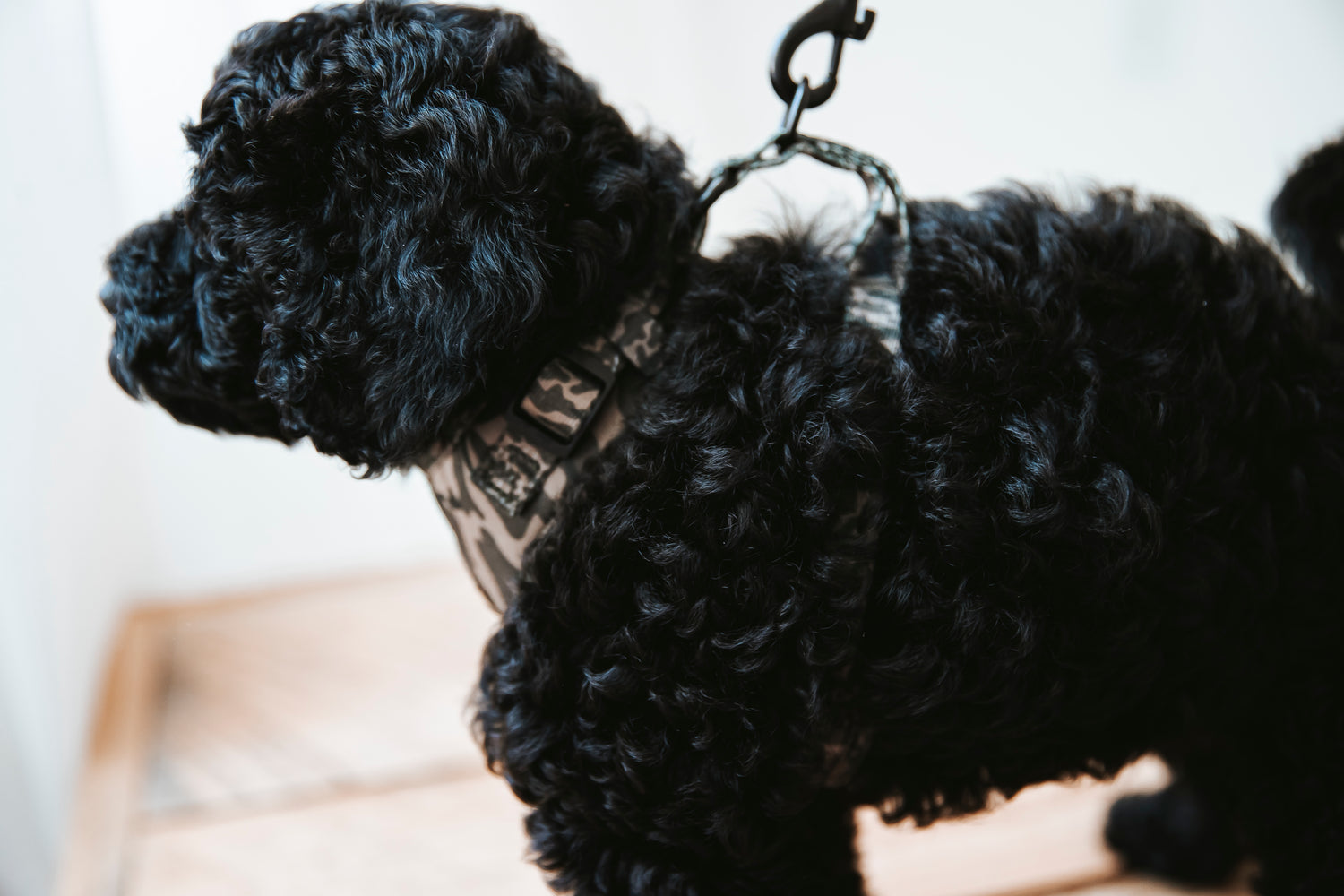 Daybreak Harness