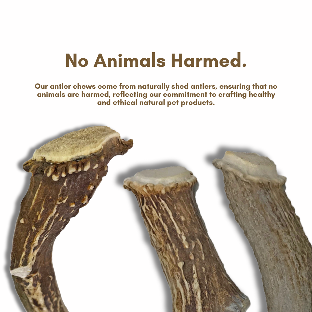 Whole Antler Chews