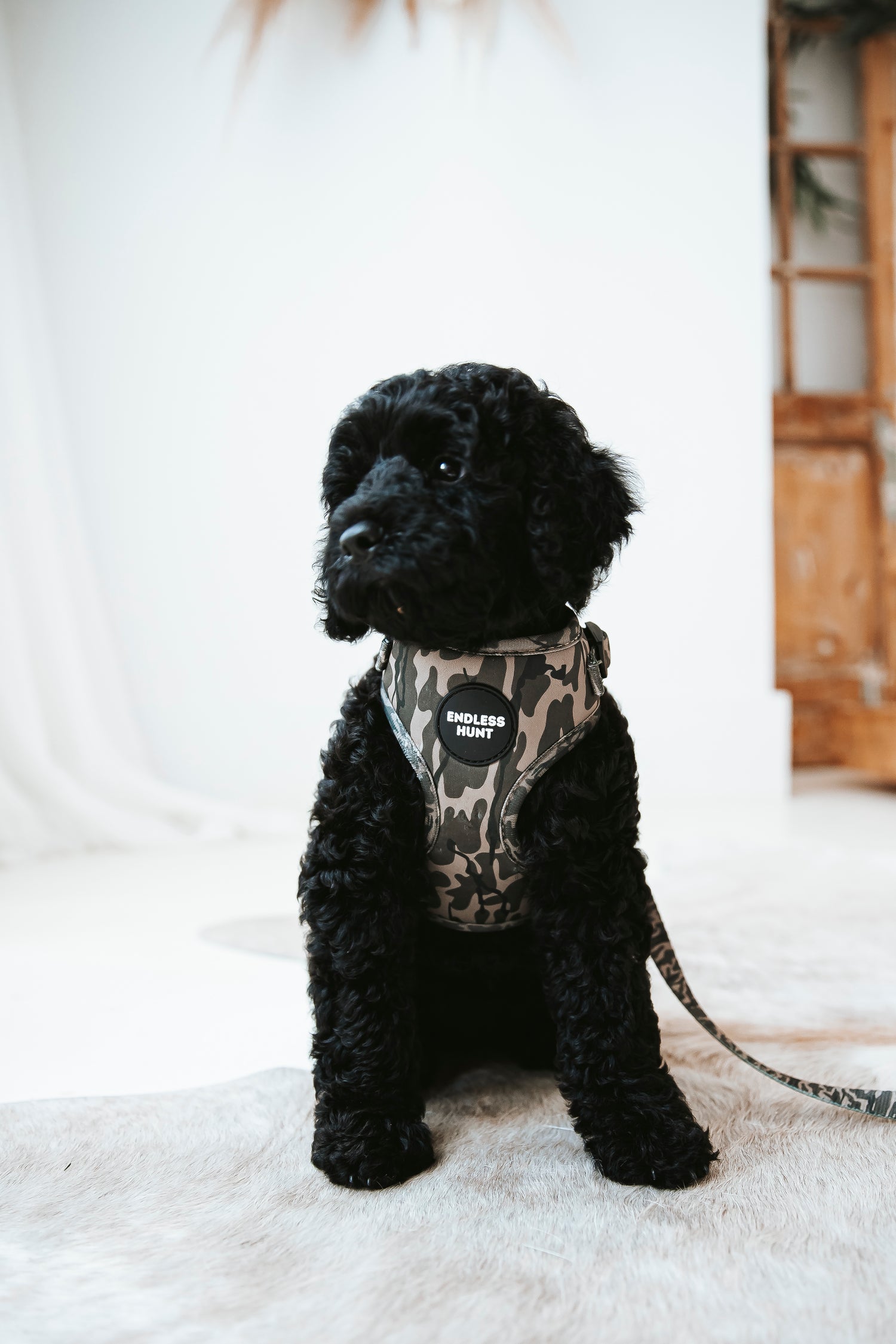 Daybreak Harness