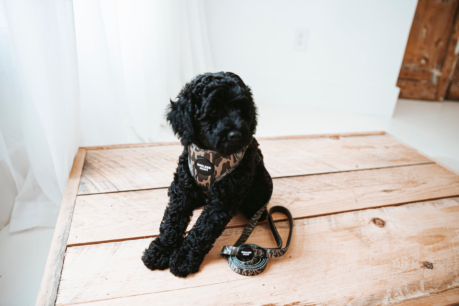 Daybreak Leash