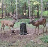 Stealth Stump Feeders
